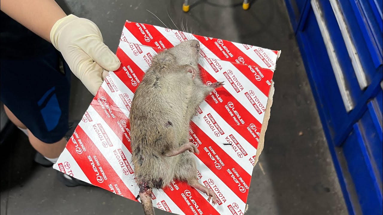 Day in the life of a dealership lube tech