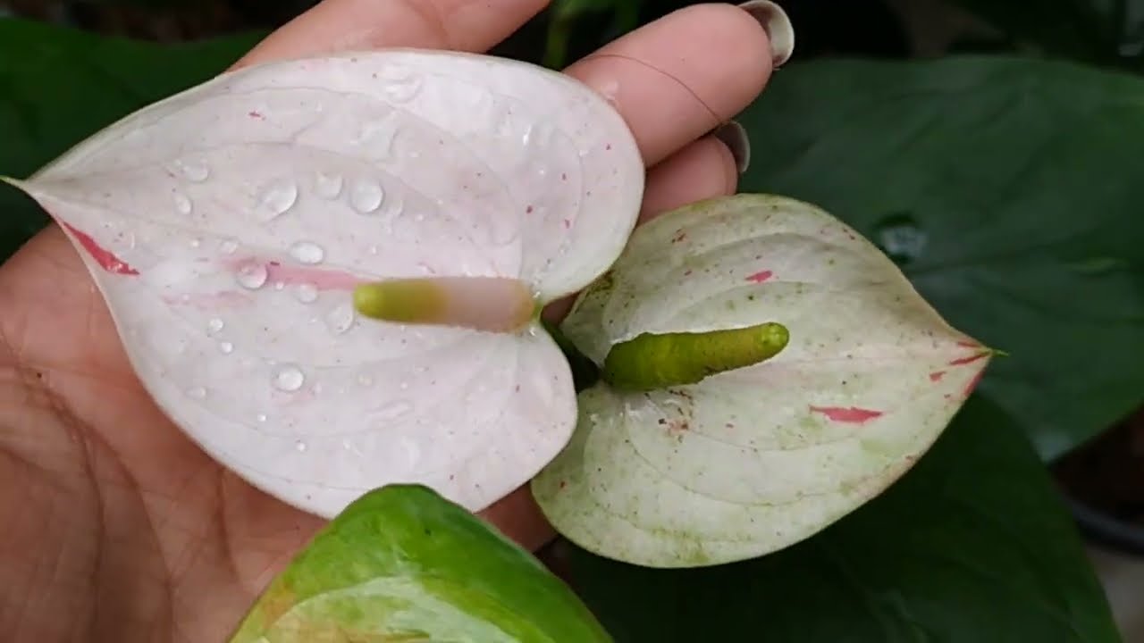 වෙළදපොලේ මිල අදිකම වයිට් ෆ්ලැෂ් වර්ග 3ක් ඔනිද? නීරෝගී මව් ශාක වලින්ම ..0752878676