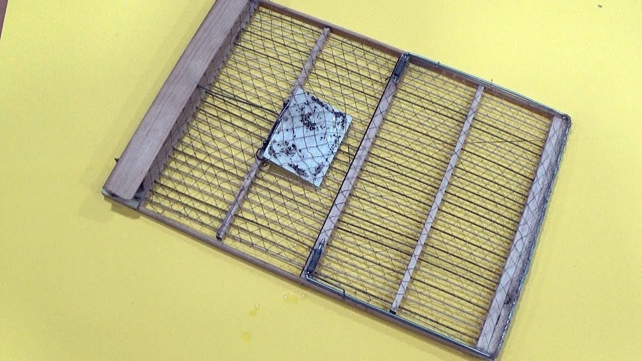 Ingenious bird trap