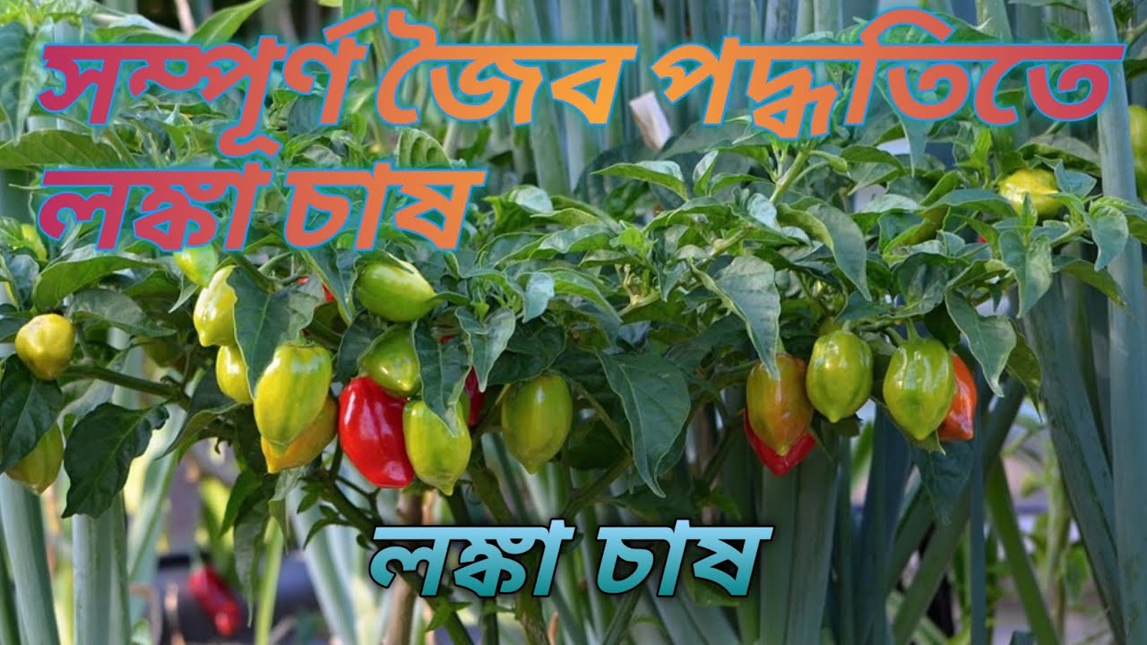 টবে জৈব পদ্ধতিতে লঙ্কা চাষ  