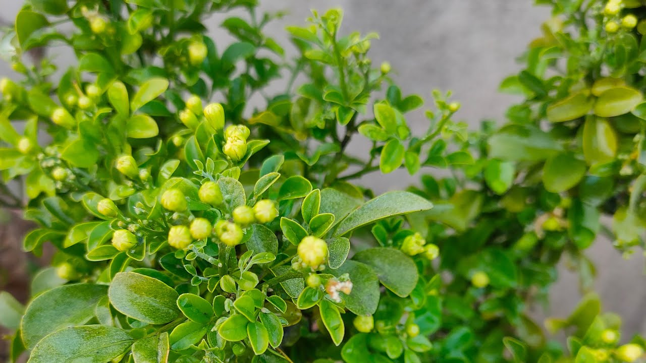 how to grow your plants 🪴 home 🏡 gardening tips #live #garden #plant # tips