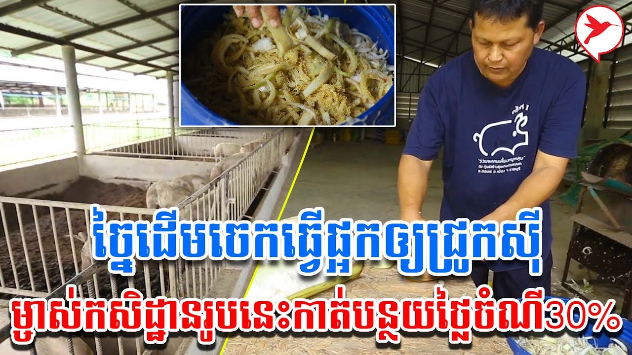 ច្នៃដើមចេកធ្វើផ្អកឲ្យជ្រូកស៊ី ម្ចាស់កសិដ្ឋានរូបនេះកាត់បន្ថយថ្លៃចំណី30% | កម្មវិធីកសិកម្ម