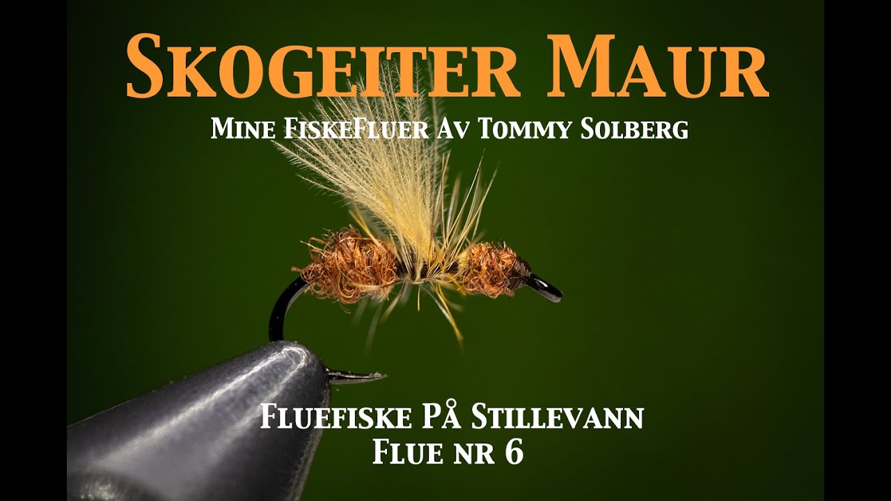 Skogeitermaur. Fluefiske på stillevann 2022, maur, tørrflue, fluebinding og imitasjonsfluefiske