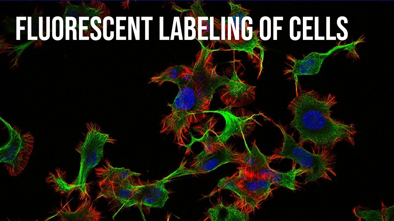 Fluorescent Labeling of Cells