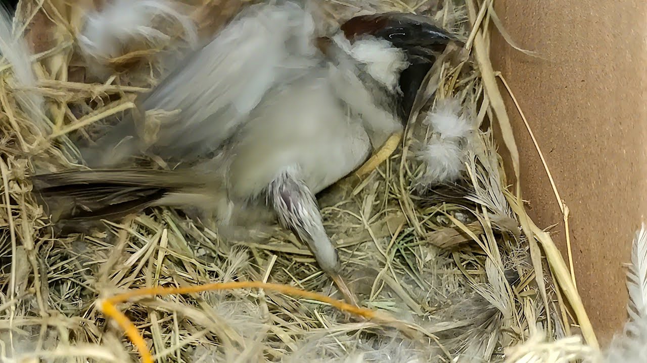 Sparrow was trapped in its own nest