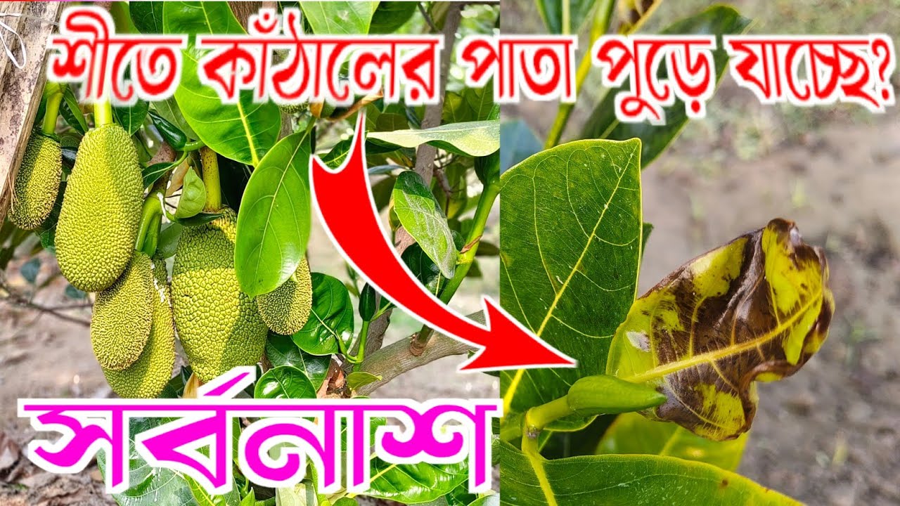 শীতকালে  বারোমাসি এঁচোড় গাছের পাতা পুড়ে যাচ্ছে? কিন্তুু কেন? এর সমাধান কি? @agriculturediary 