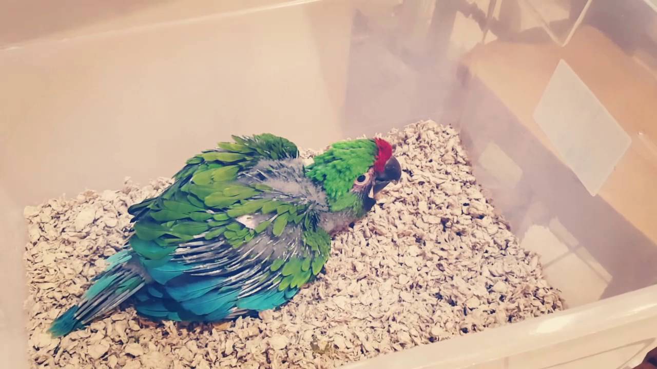 Military Macaw - Formula Time 😘