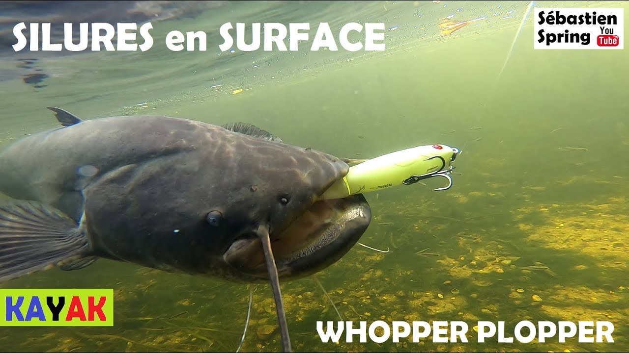 Session SILURES au Whopper Plopper 130