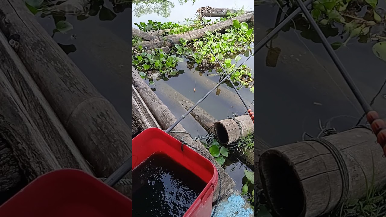 MANCING DI RAWA PENING 8 Desember 2022