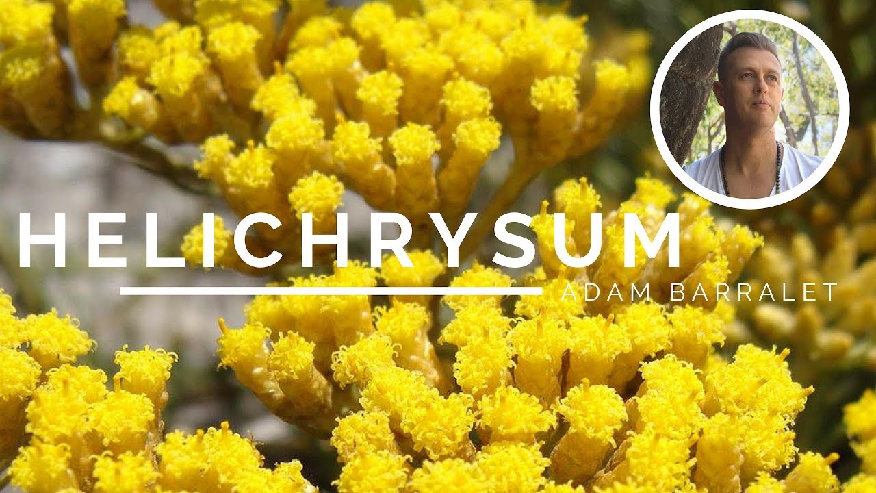 Helichrysum - The Oil of the Wounded Healer