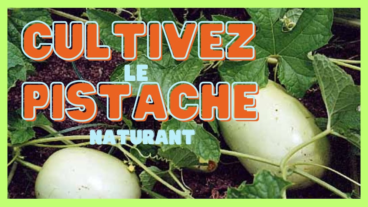 Connaissez-vous la culture DU PISTACHE (EGOUSI, melon d'huile, concombre, courgette...) ?