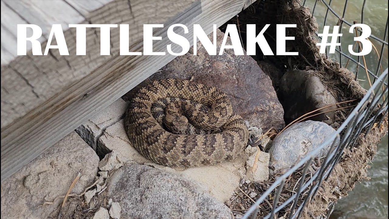 Is 3 RATTLESNAKES too many? | Tenkara Fly Fishing