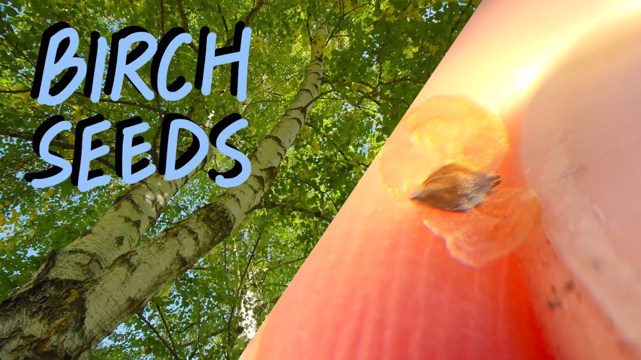 Harvesting Birch Tree Seeds