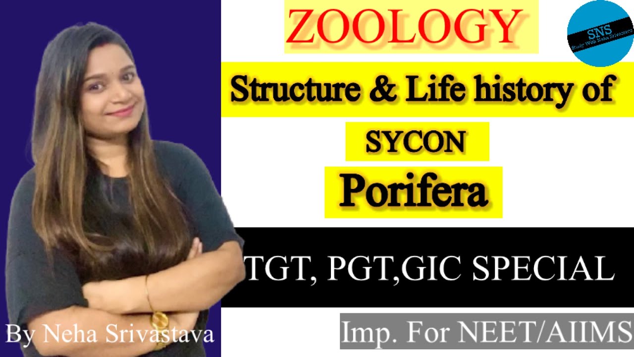 PORIFERA Structure and life history of Sycon | SNS | L2:TGT/PGT/GIC BIO EXAMS 2021 Special