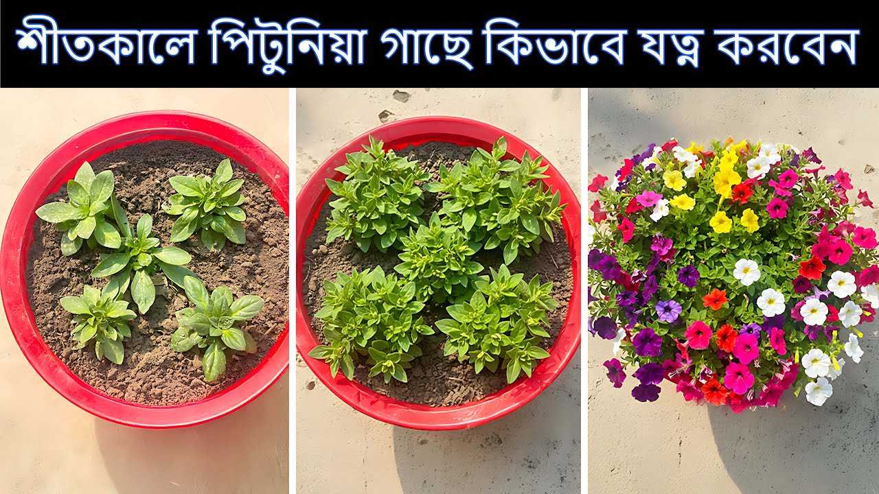 শীতকালে পিটুনিয়া গাছে কিভাবে যুত্ন করবেন। কি কি খবর দিলে ফুল হবে দ্বিগুণ। #petunia  gacher jotno