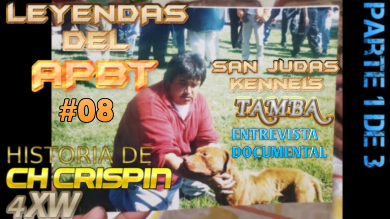 ⭐ LEYENDAS DEL APBT 08 ⭐ SAN JUDAS KENNEL's ⭐ TAMBA ⭐ PARTE 1/3 📷 DOCUMENTAL 📰 PERREROS DE MÉXICO