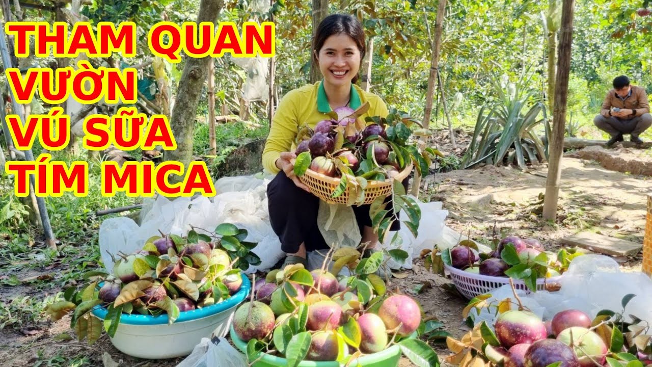 Tham quan vườn vú sữa tím Mica đang mang trái.