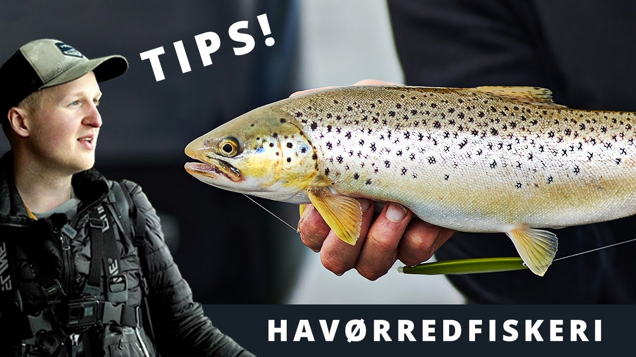 Havørredfiskeri: Ting jeg ville ønske jeg vidste, da jeg startede!