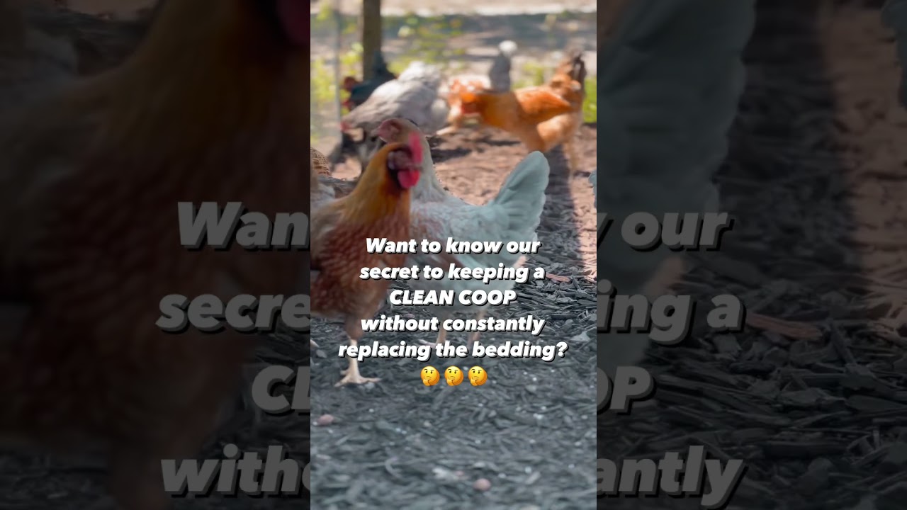 The Secret to a Clean Chicken Coop