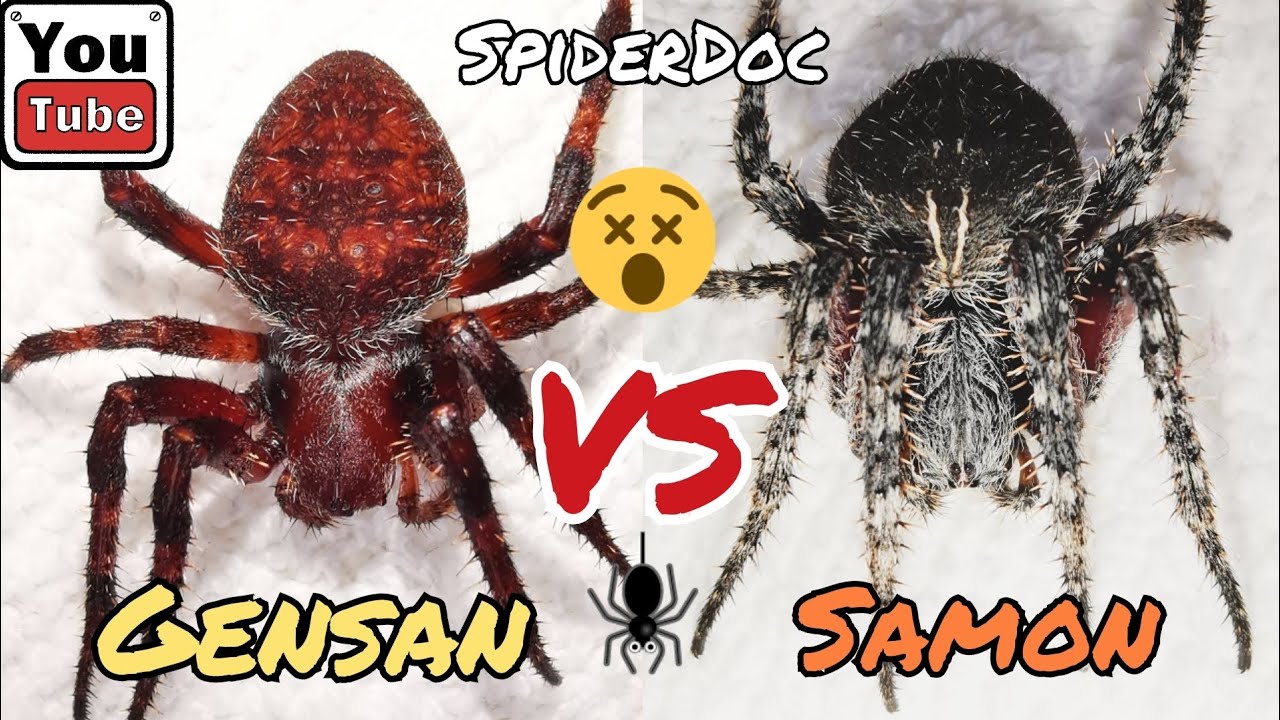 GENSAN vs SAMON. Ang Matikas na Gagambang Pula Laban sa Itiman. Spider Fight.