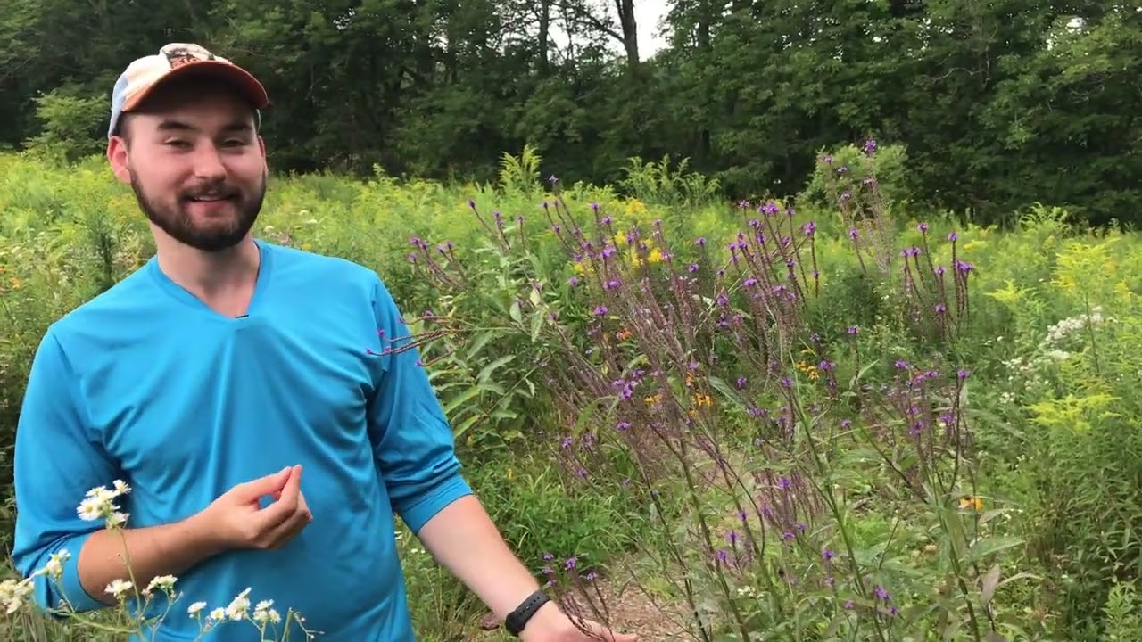 Wild & Scenic Summer inters: Plant pollinator interactions and restoration