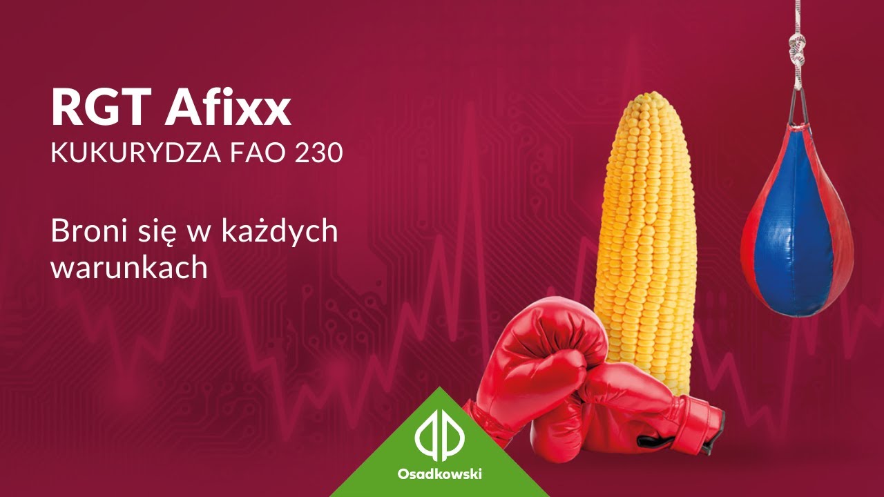 Kukurydza 🌽 𝗥𝗚𝗧 𝗔𝗳𝗶𝘅𝘅 - Broni się w każdych warunkach