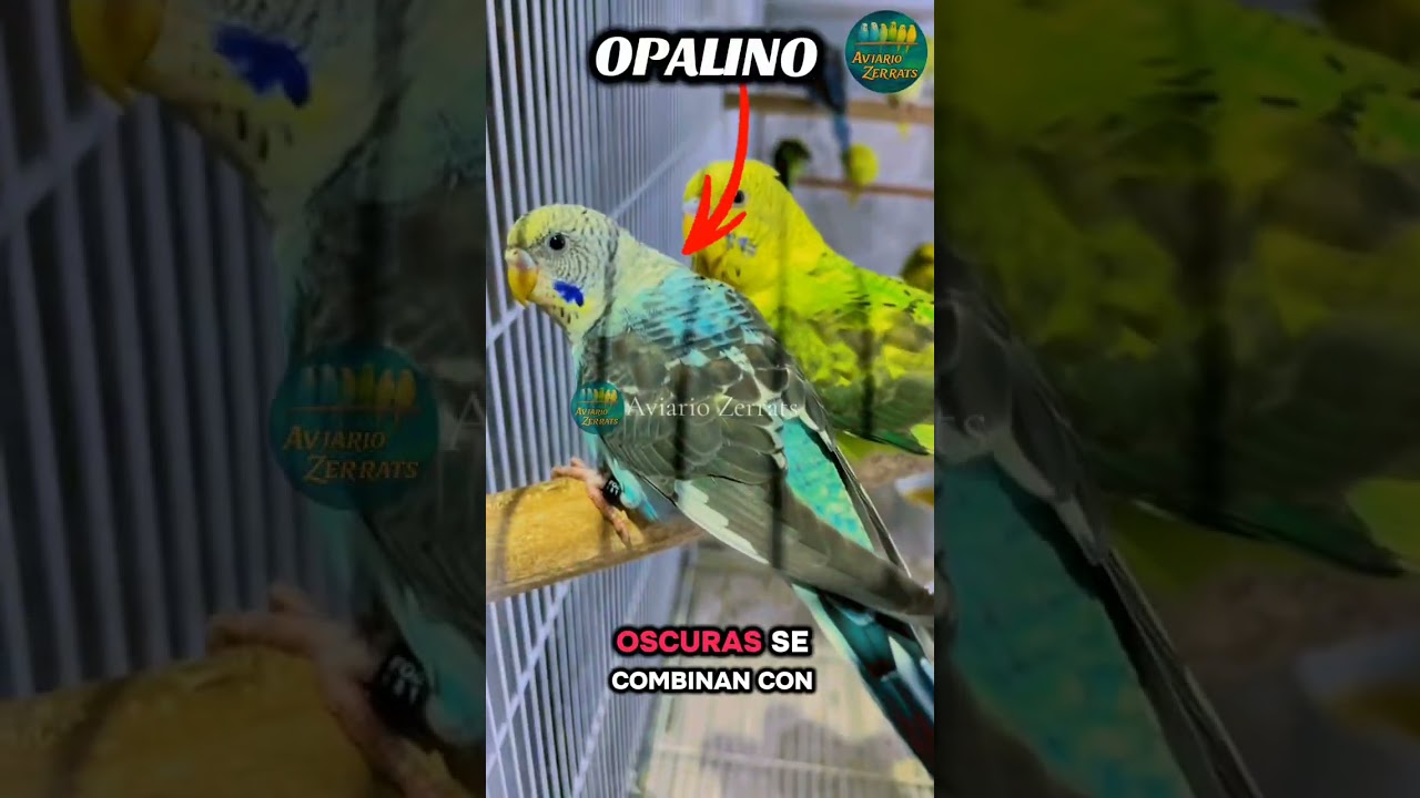 Hoy hablaremos sobre esta mutación de periquitos australianos llamada alas negras 