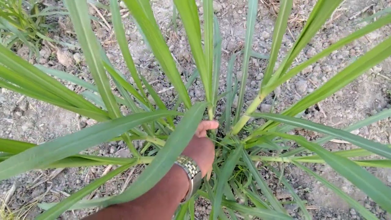 যারা ওয়ান হাইব্রিড গ্রাস চাষ