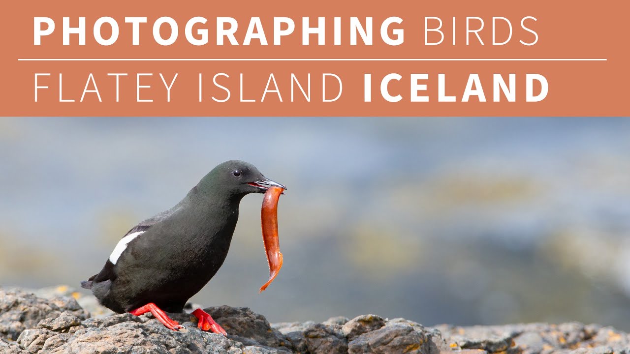 Photographing birds Flatey Island, Iceland