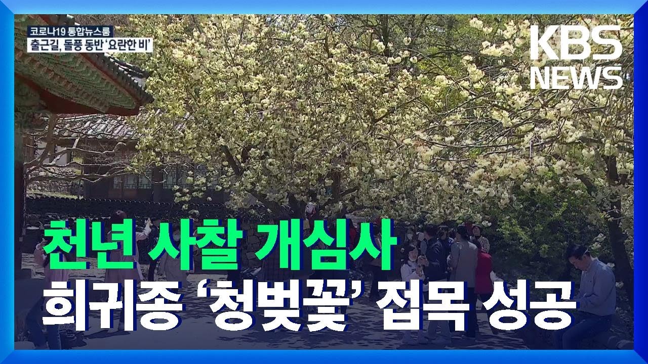 천년 사찰 개심사 희귀종 &lsquo;청벚꽃&rsquo; 접목 성공&hellip;30여 그루 식재 / KBS  2021.11.08.