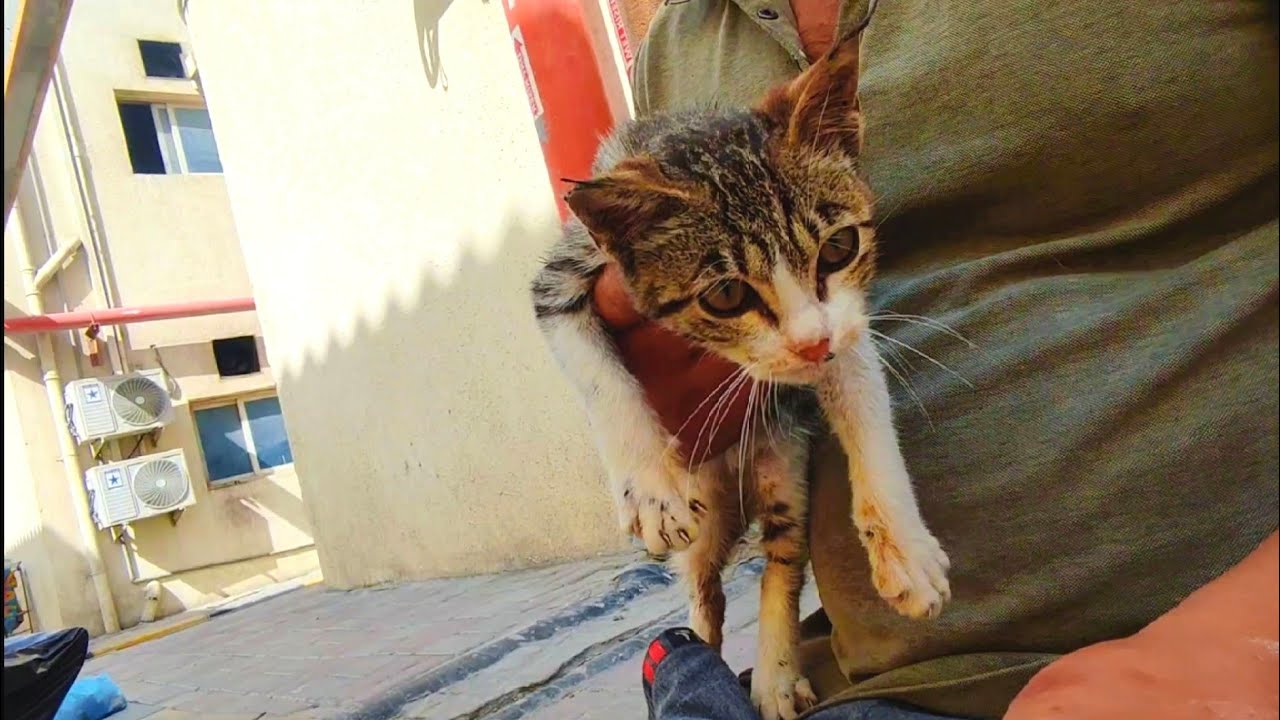 Randomly cat becomes friends 💦❤️🙀🌿 and she don't have place to stay#cat#streetcats#adoptstrays 