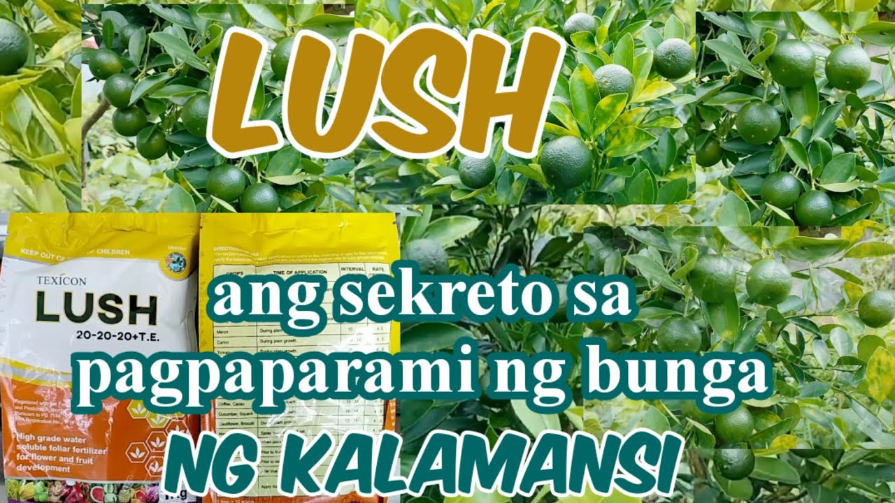 Subukan ang Foliar na nagpapadami ng bulaklak at bunga ng Kalamansi l AgriCropsDoc