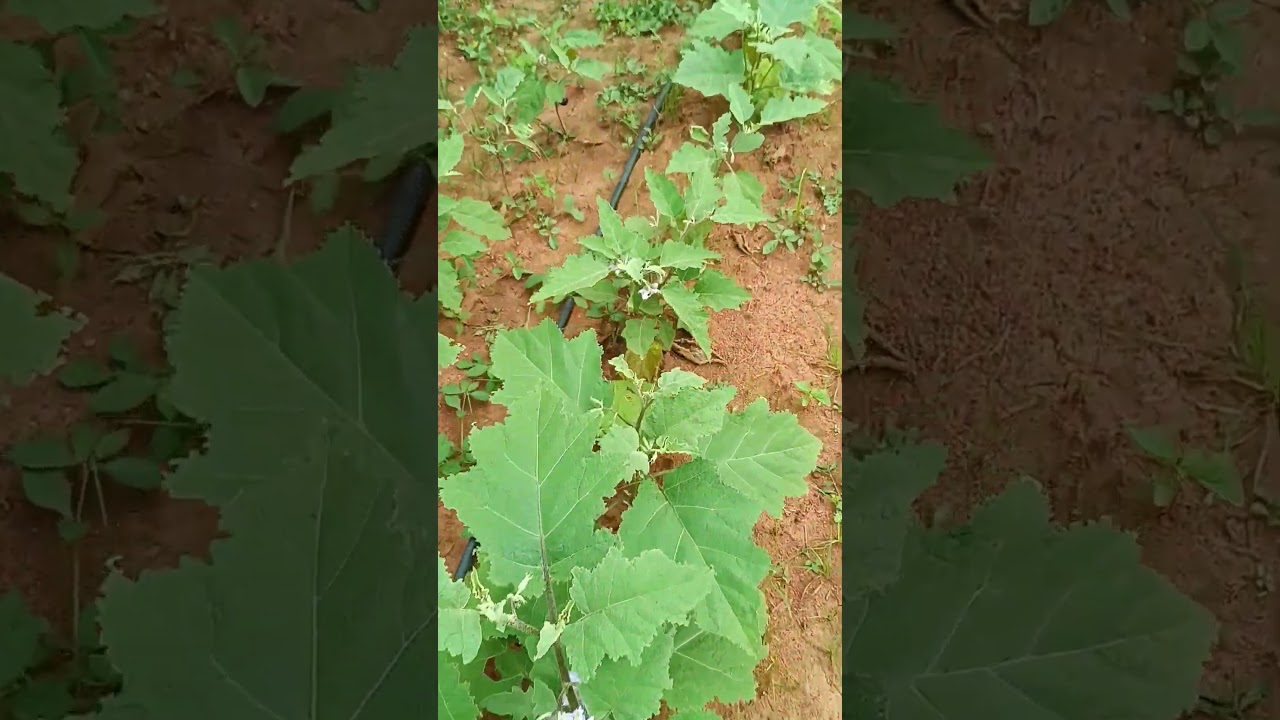 weekend farming 5 layer 