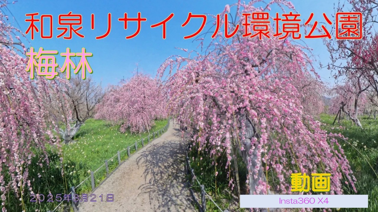 和泉リサイクル環境公園の梅林　動画（２０２５年３月２１日）