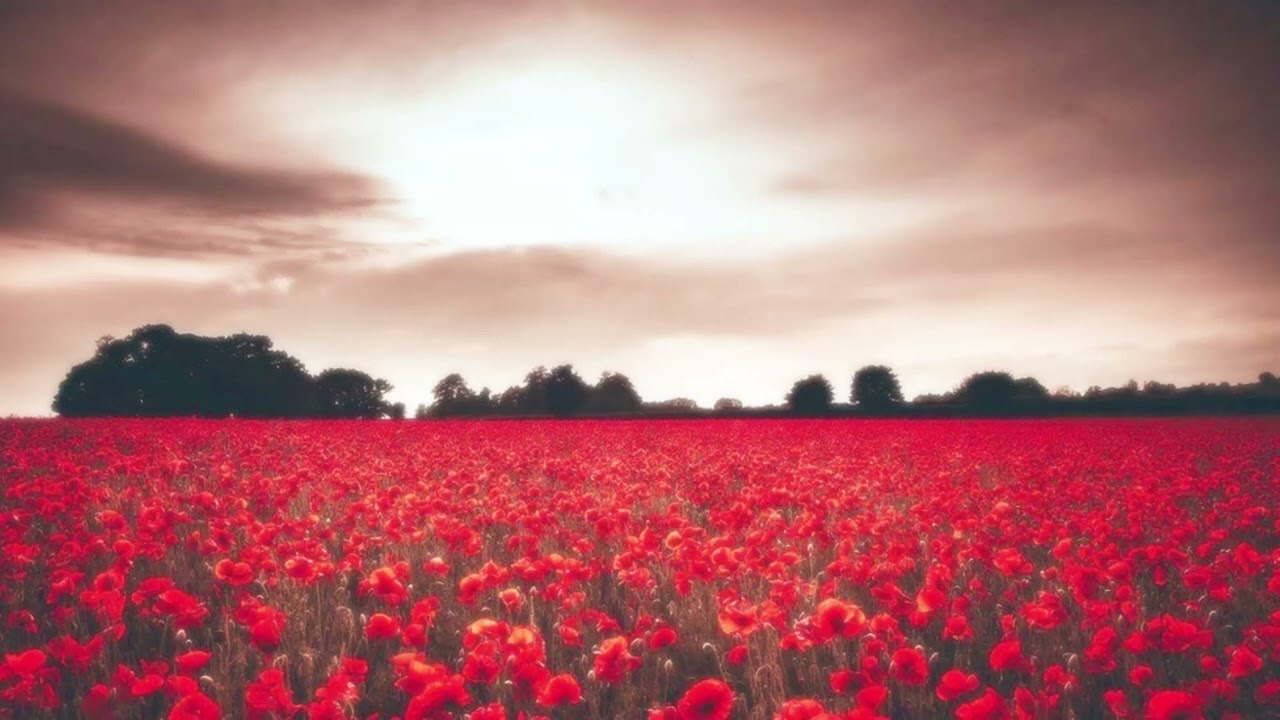 Kolor - Czerwone Jagody (Red Berries) | Polish Folk Song (Full Instrumental)