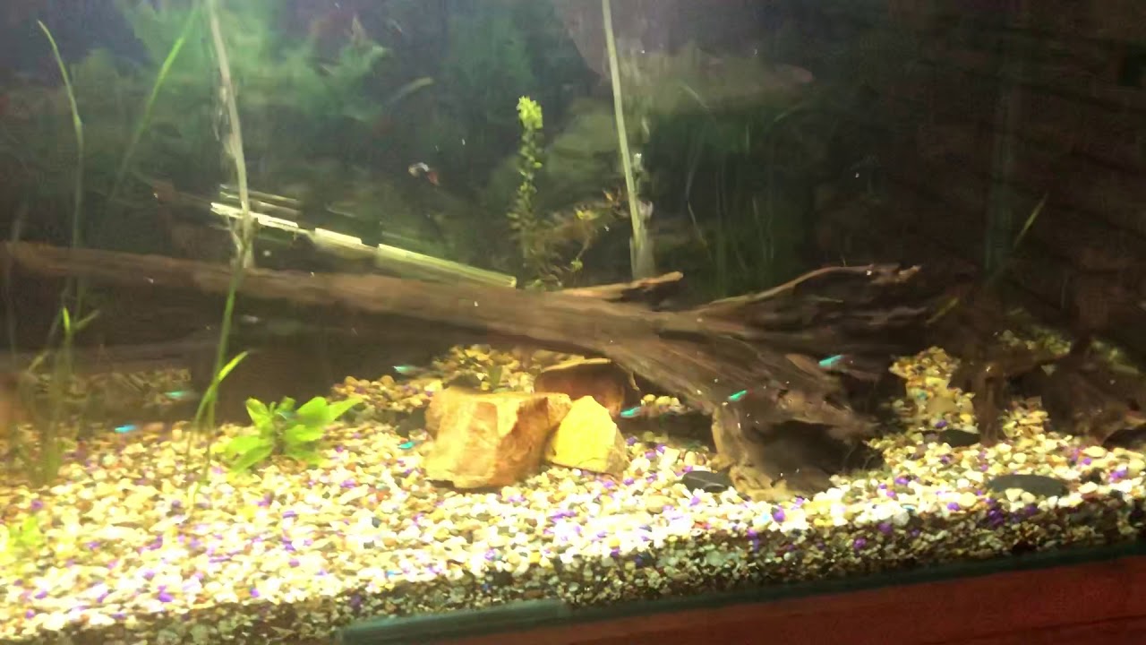 4 foot community tank (4x2x2 120 gallon)
