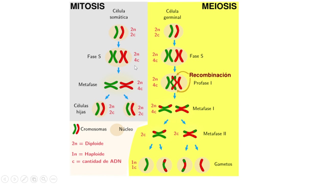BIOLOG&Iacute;A  CONCEPTO DE n y c cantidad de ADN