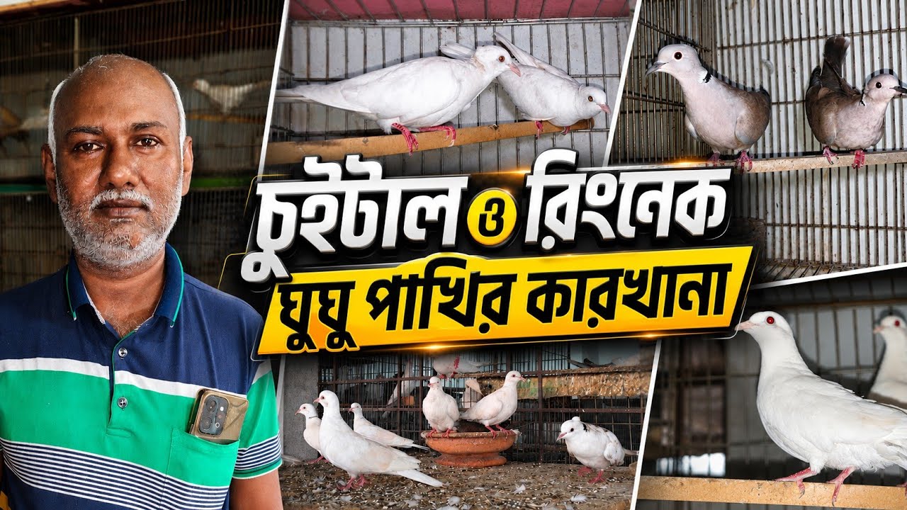 মোমিন ভাইয়ের ঘুঘু পাখির খামার | ঘুঘু পাখির দাম | SK AVIARY & AGRO