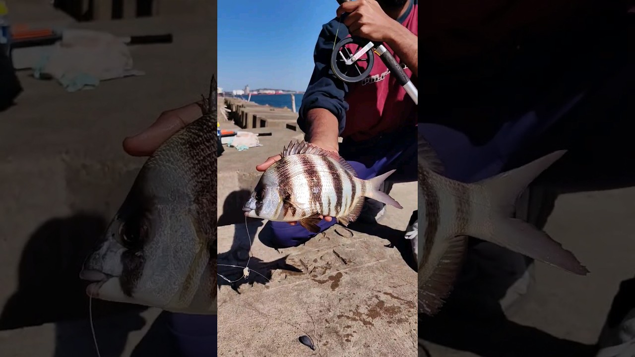 Multiple Species Caught at the Legendary South Pier - Durban #fishing #beachlife #beach #durban