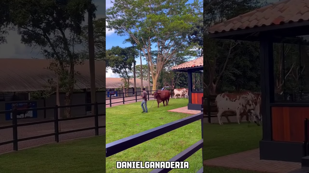 Nelore Pintado Negro y Rojo Puro 🐮🧬🇧🇷
