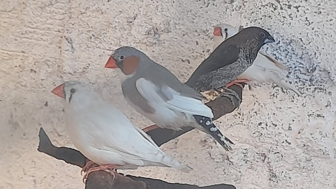REFORMANDO O VIVEIRO E SOLTANDO AS AVES