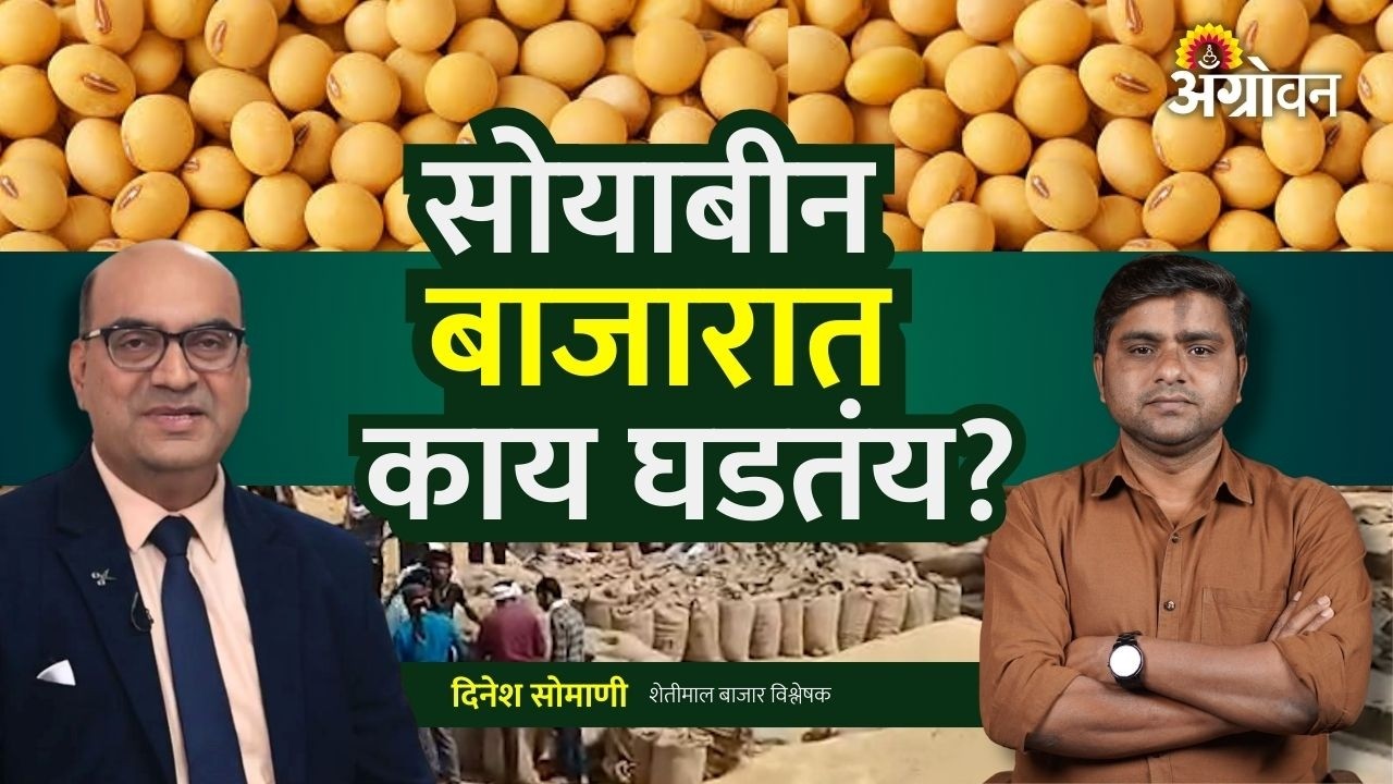 Soybean Rate: सोयाबीन उत्पादकांनी पॅनिक सेलिंग टाळावे | Agrowon