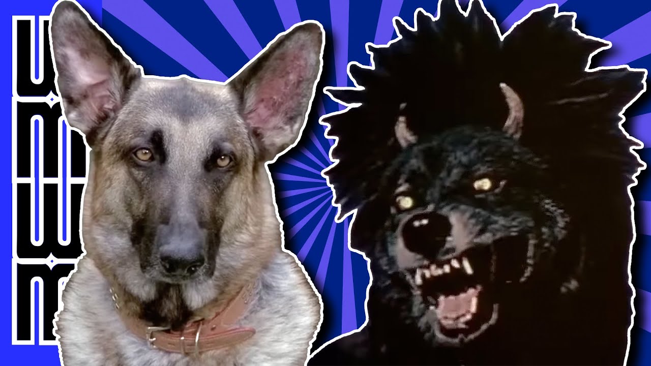 Is this the dog from HELL??? - Devil Dog (1978)