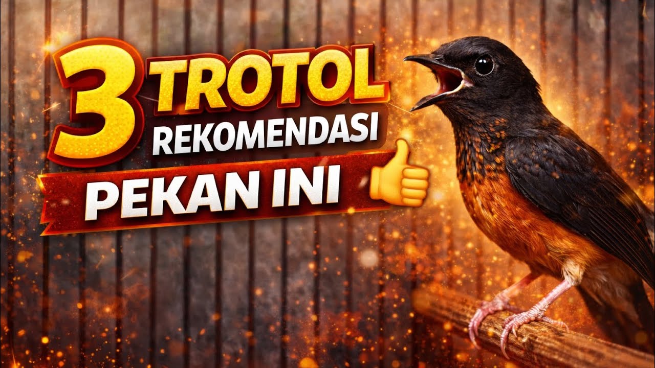 SIKAT‼️ 3 TROTOL REKOMENDASI PEKAN INI 🏆✊🏼