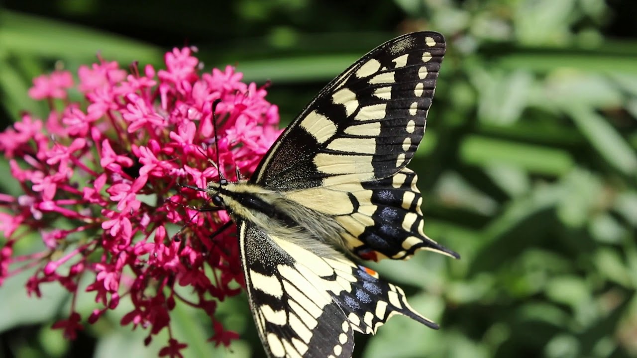 1 minuut natuur: koninginnepage - swallowtail - le machaon - Schwalbenschwanz