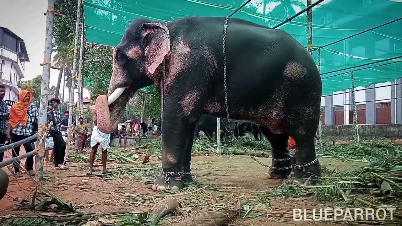 പൂരം കഴിഞ്ഞു ഇനി ഒരു കുളിയൂം വിശ്രമവും/Pooram/Thrissur/Festival/Paramekkavu/Travel/Kerala.