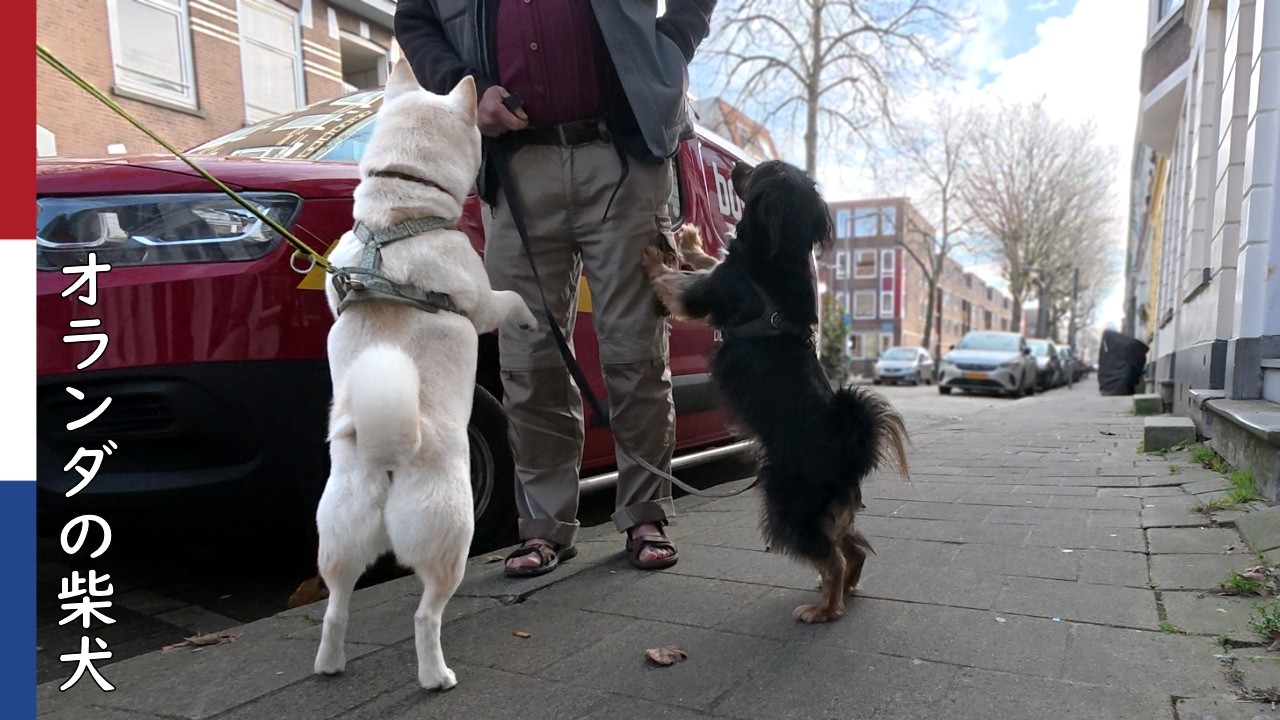 柴犬柿丸  よく噛んで食べるお手本になる柴犬｜オランダ散歩・環境音