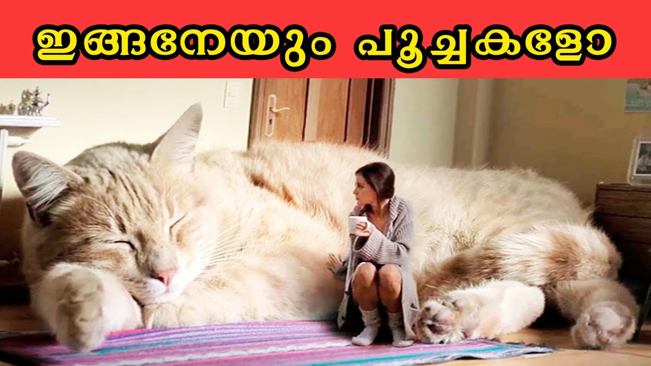ലോകത്തിലെ കട്ടക്കലിപ്പൻ പൂച്ചകൾ