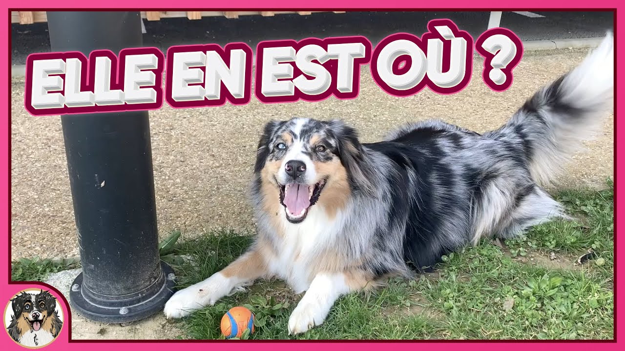 RAPPEL, POURSUITE, CARACTÈRE, OÙ EN EST OLIVE, MON BERGER AUSTRALIEN À 2 ANS ET DEMI ?