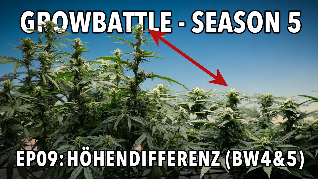 GROWBATTLE 5 💥 BASE vs  BOOST 🥦 EP09 H&Ouml;HENDIFFERENZ BW4&5 🌱 2x Wifi OG Haze 💪🏻 by Vivosun